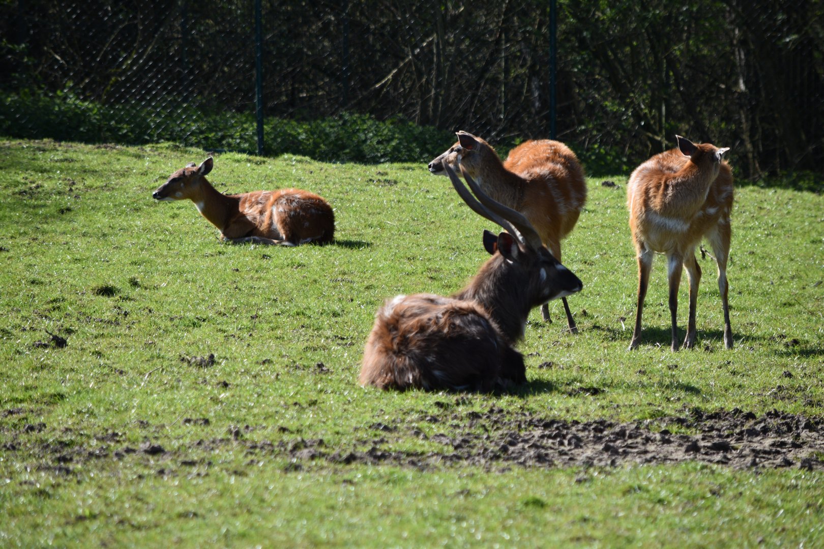 Sitatunga