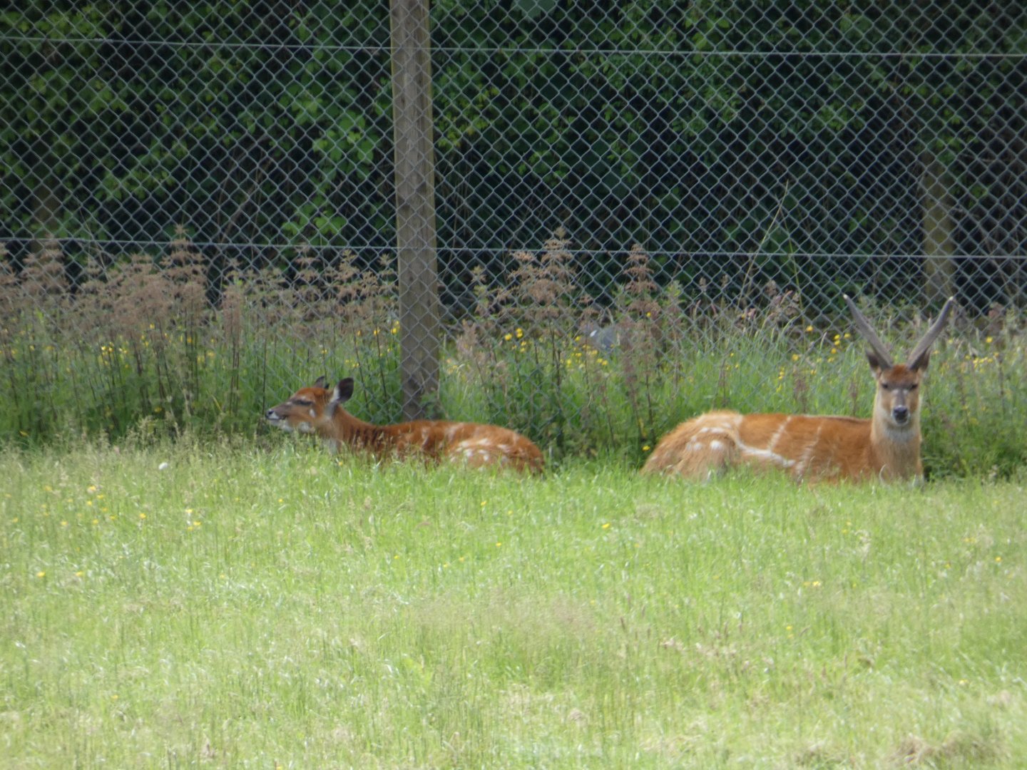 Sitatunga