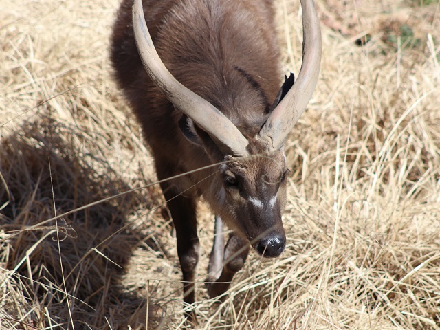 Sitatunga