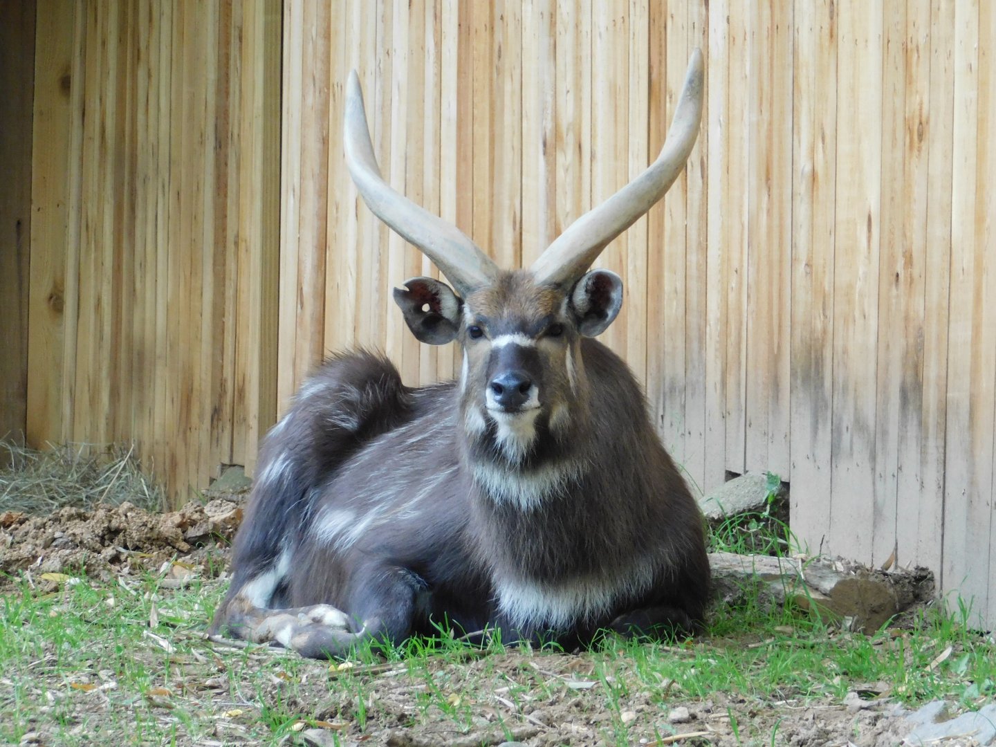 Sitatunga