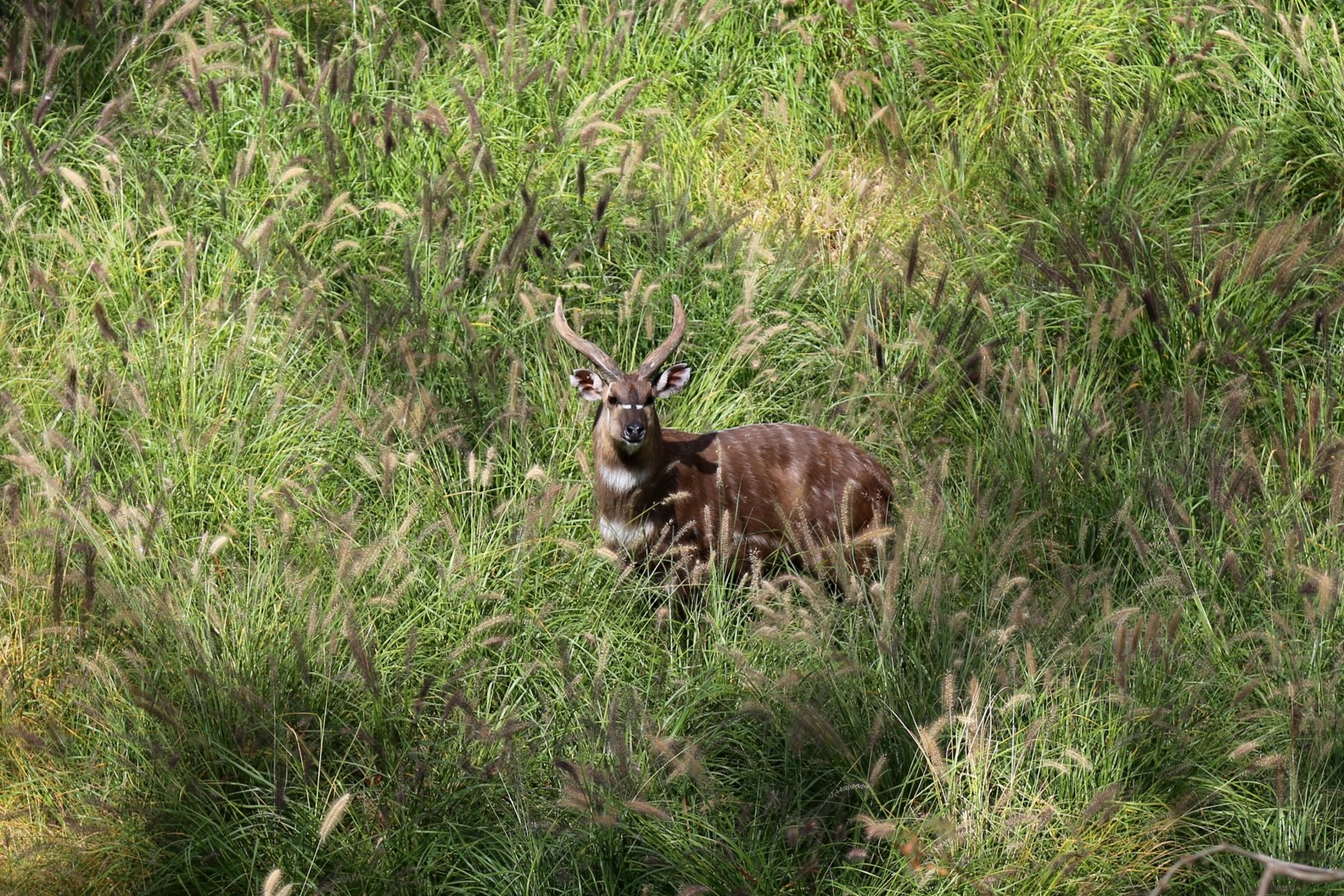 Sitatunga