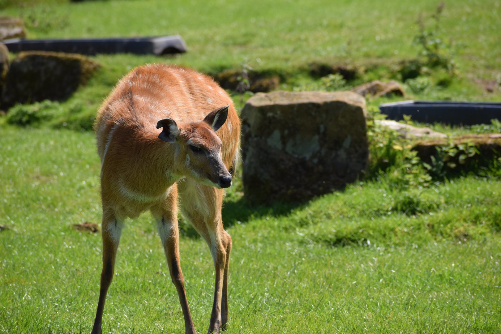 Sitatunga