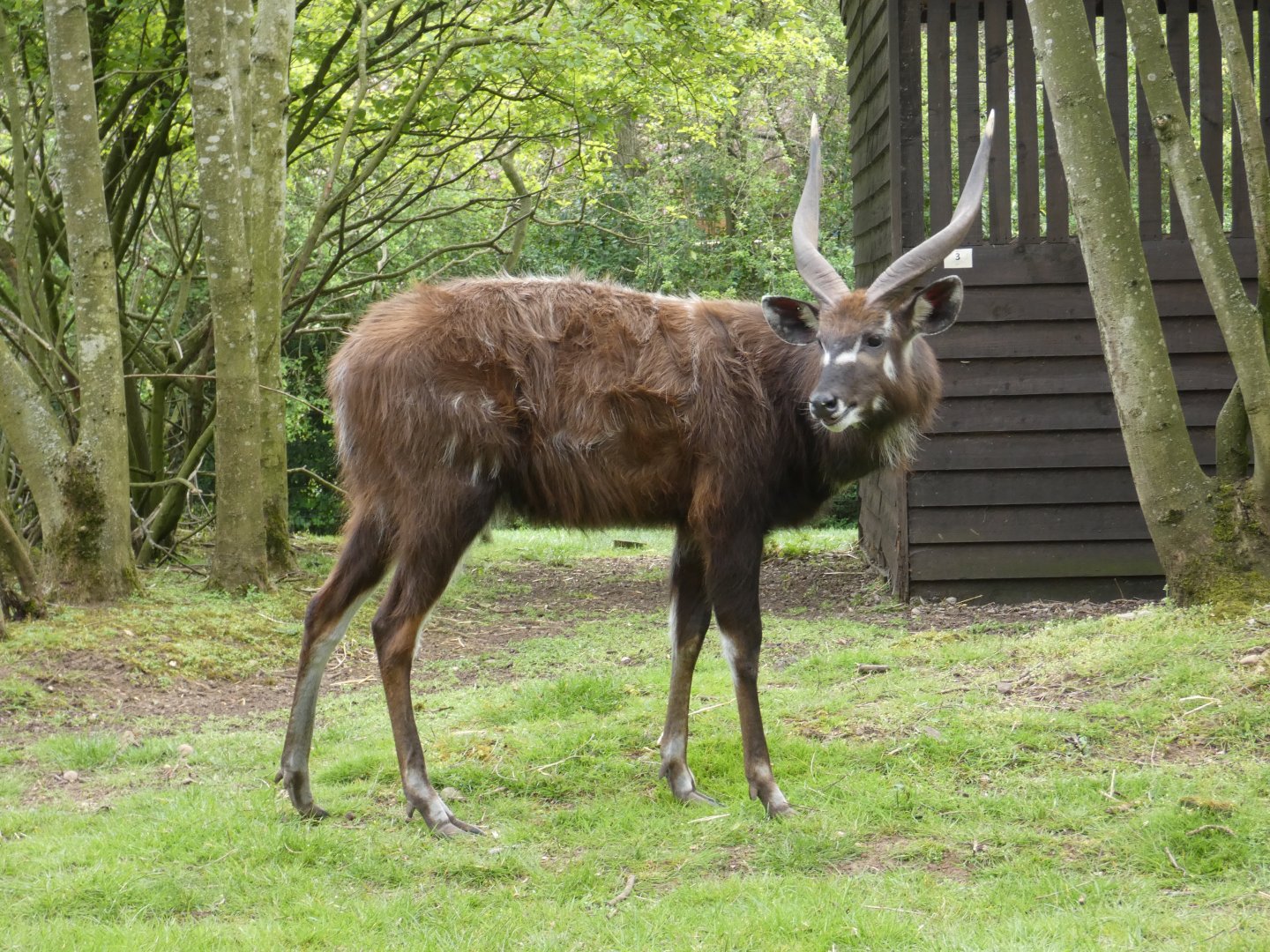 Sitatunga