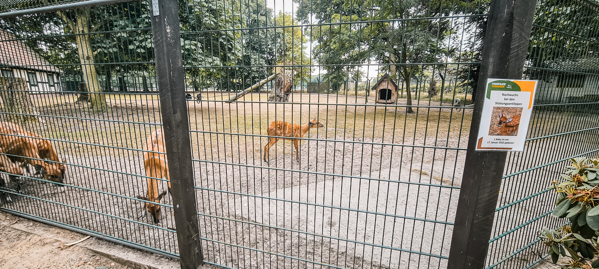 Sitatunga