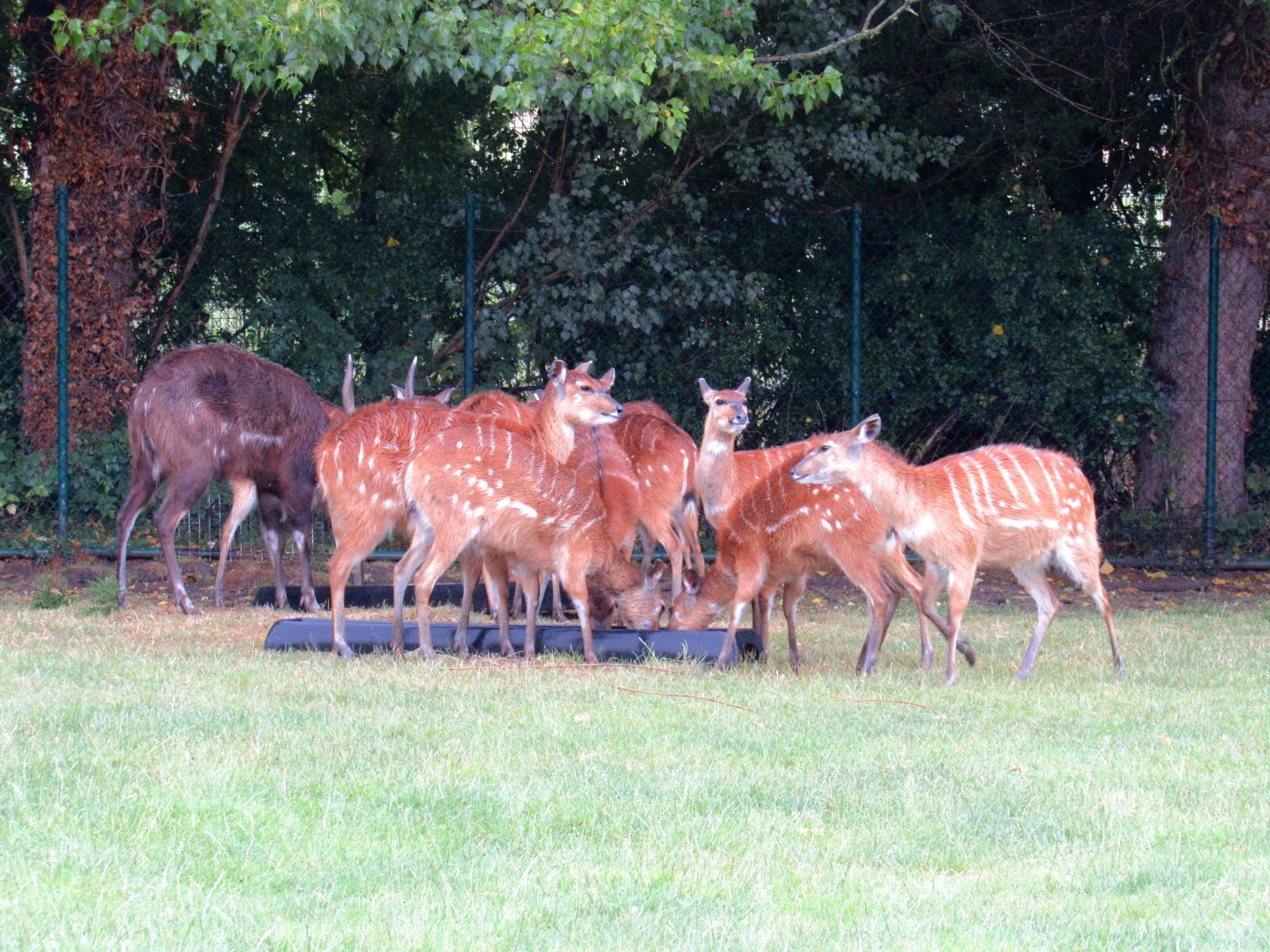 Sitatunga