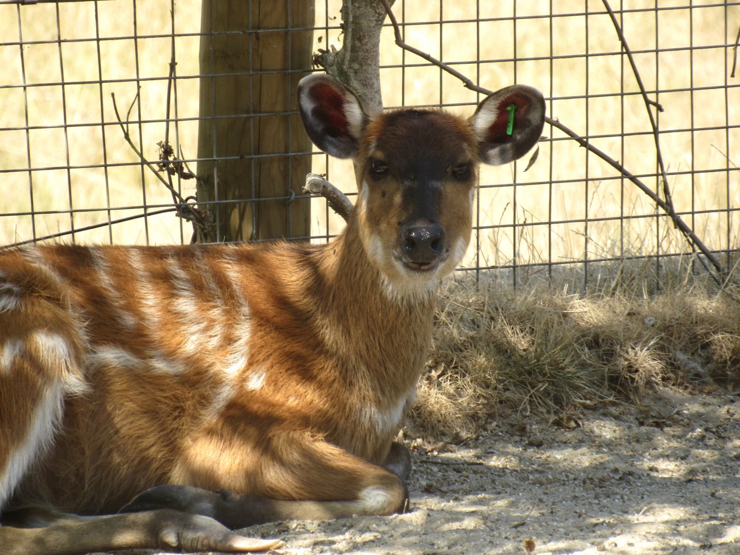 Sitatunga