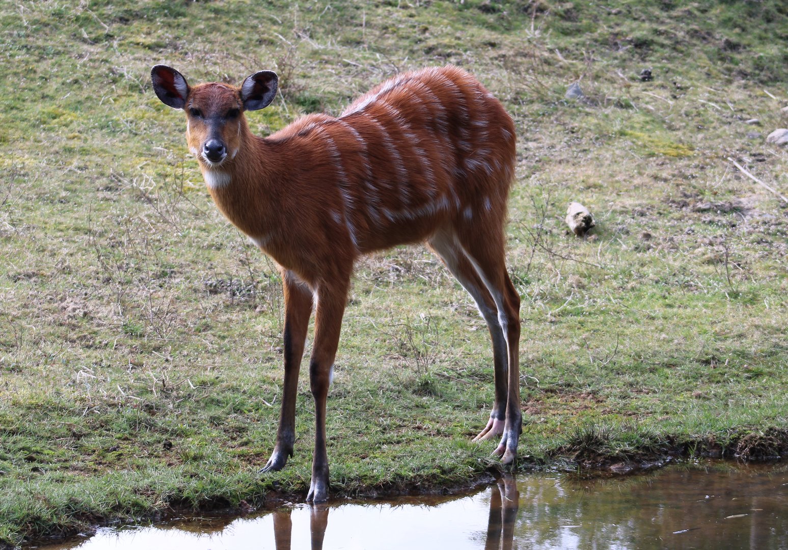 Sitatunga