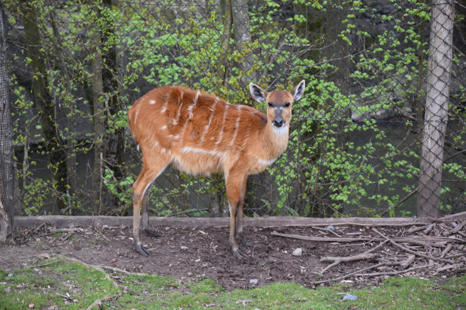 Sitatunga