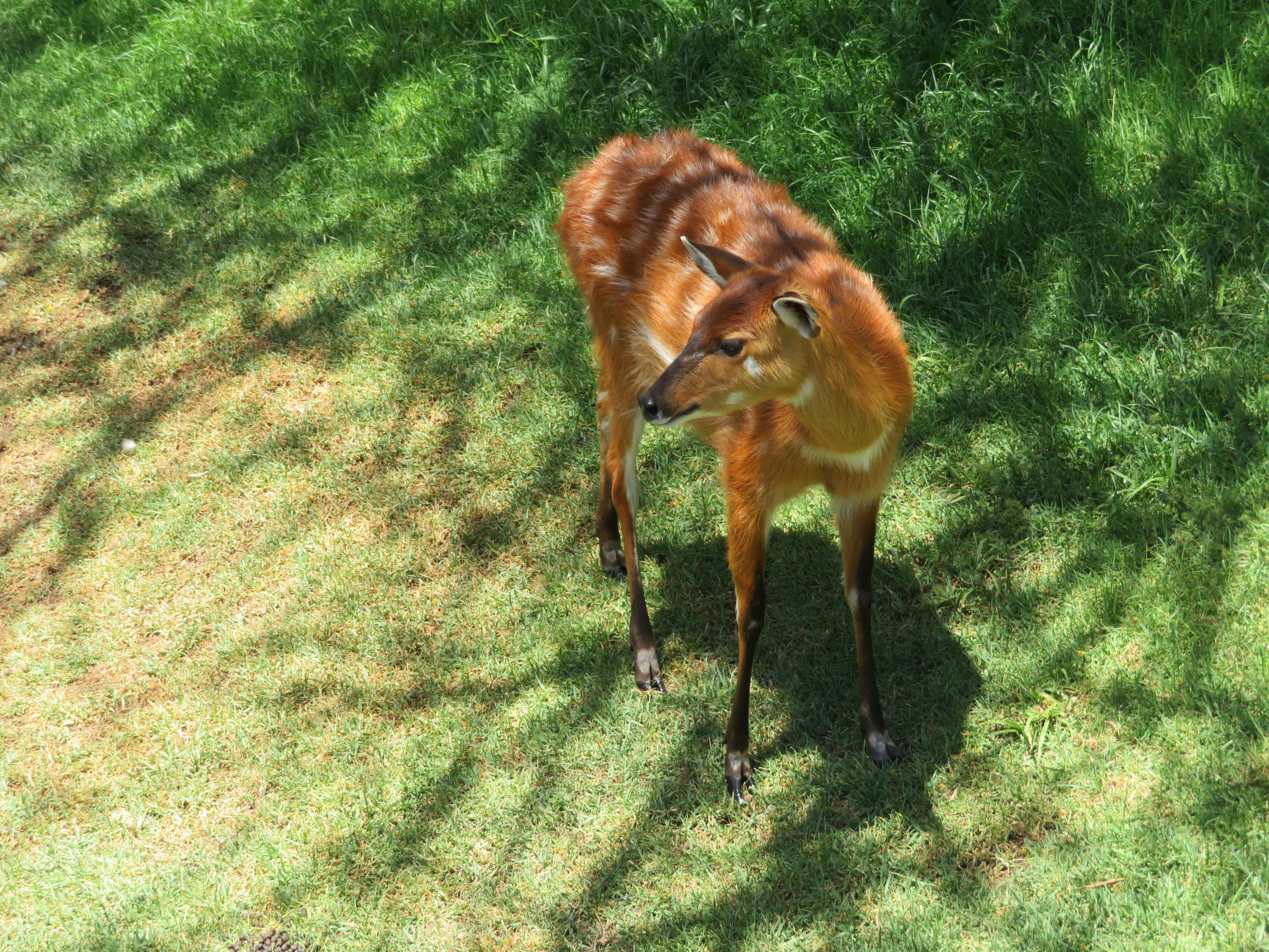 Sitatunga