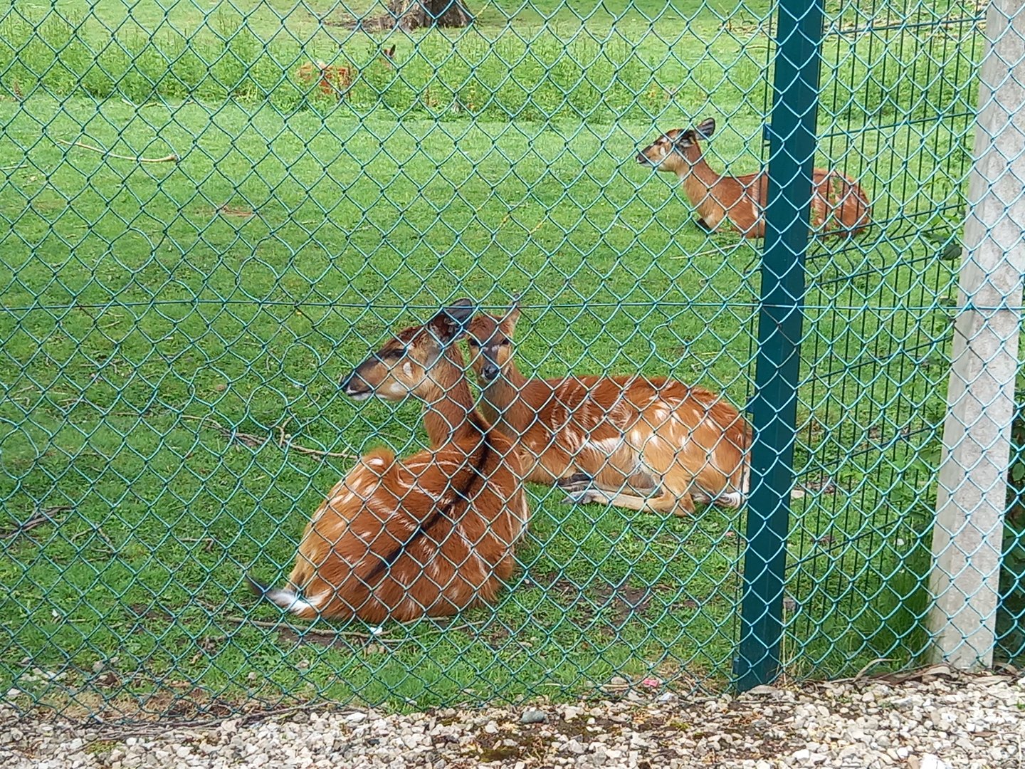 Sitatunga
