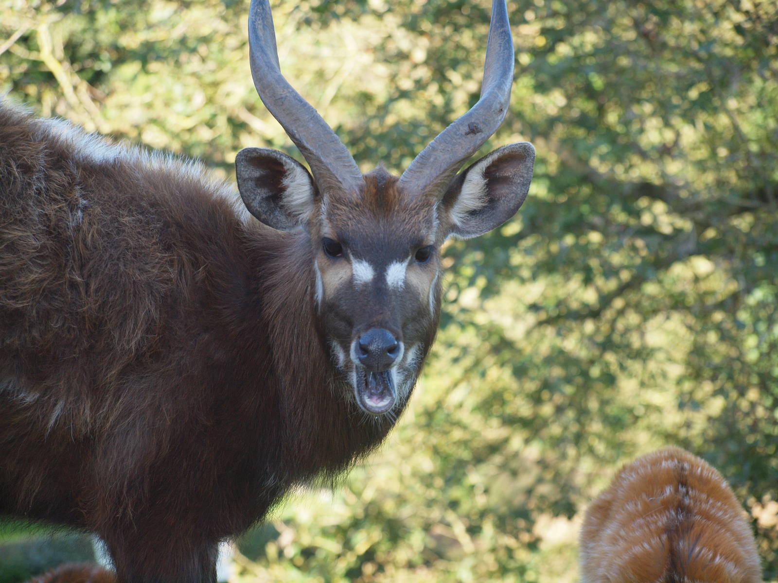 Sitatunga