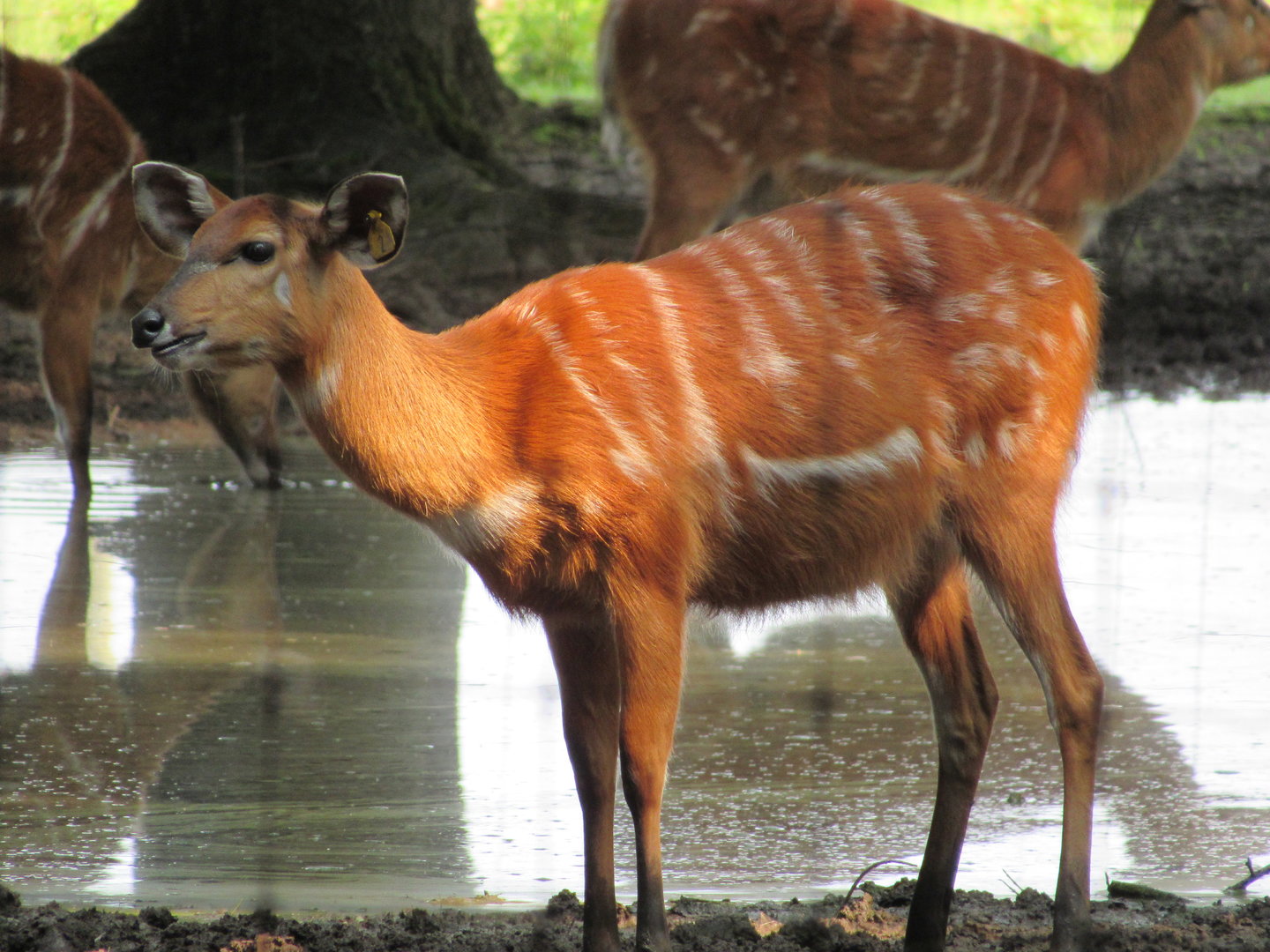Sitatunga
