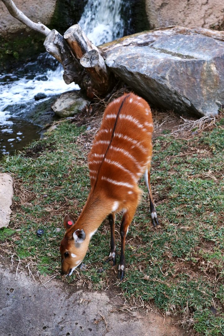 Sitatunga