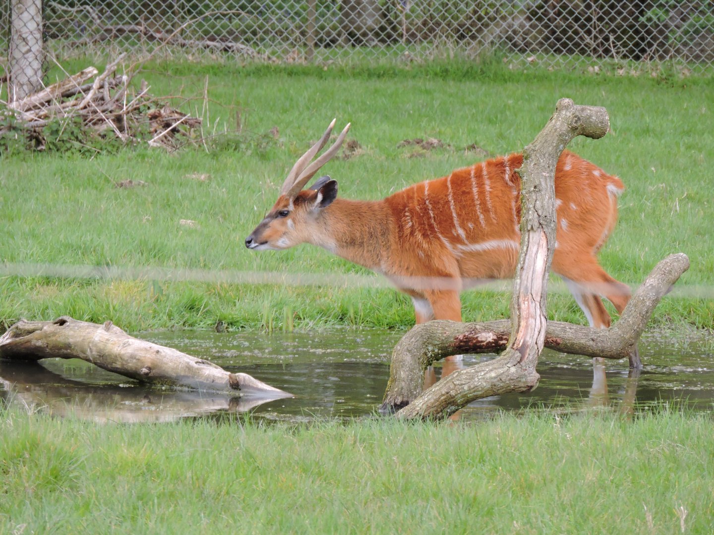 Sitatunga