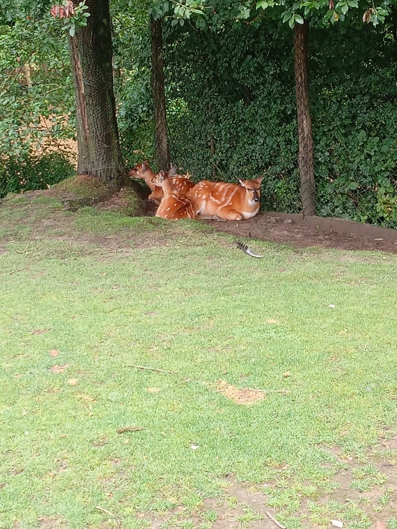 Sitatunga