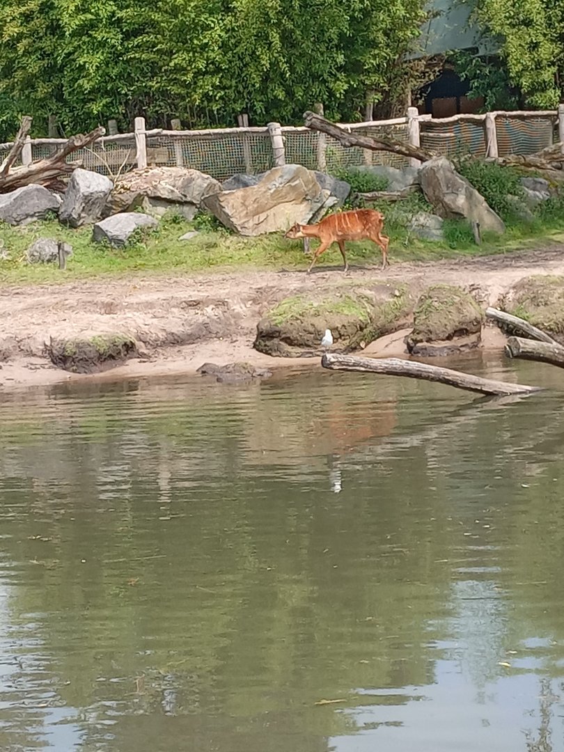 Sitatunga
