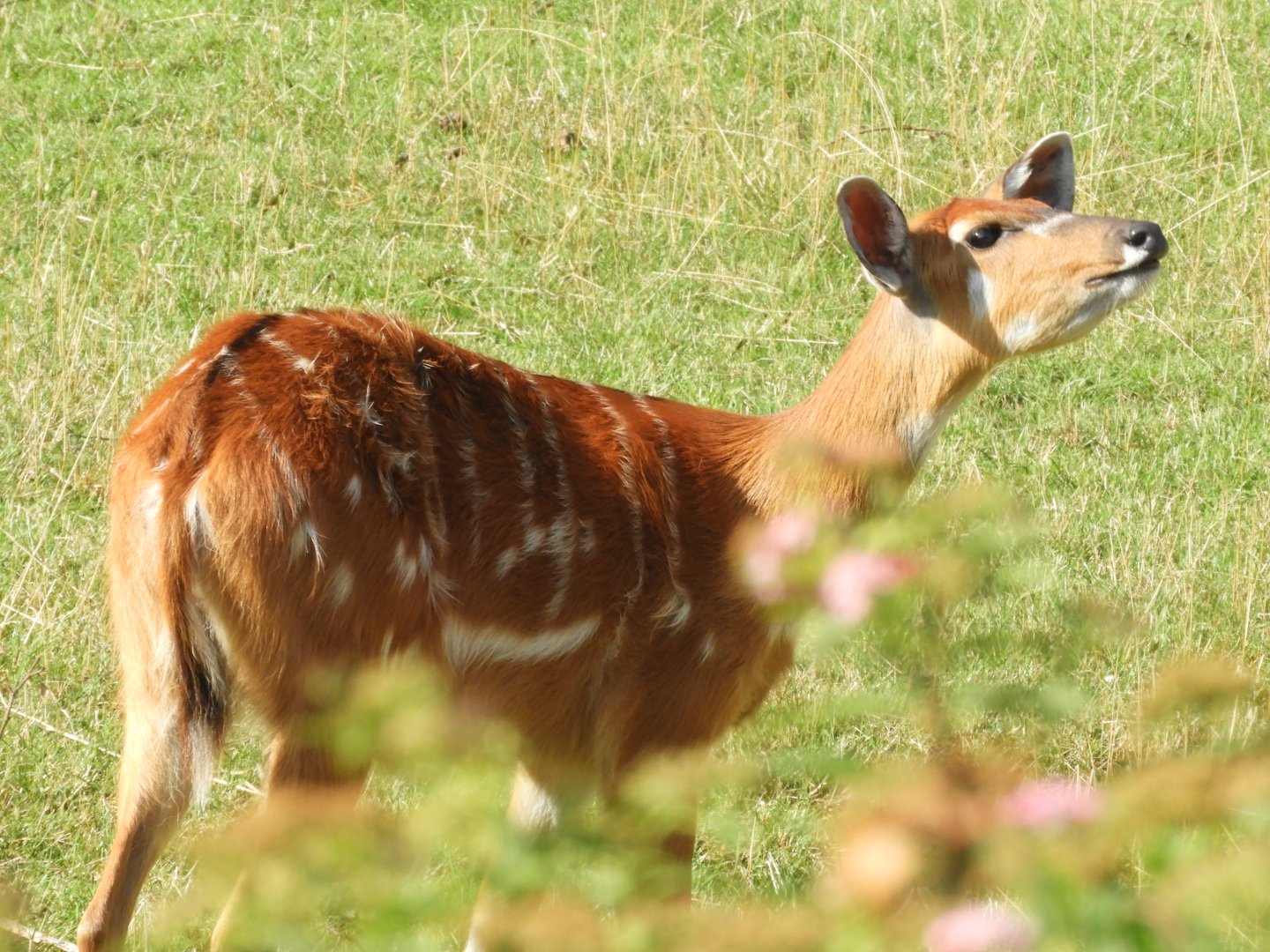 Sitatunga