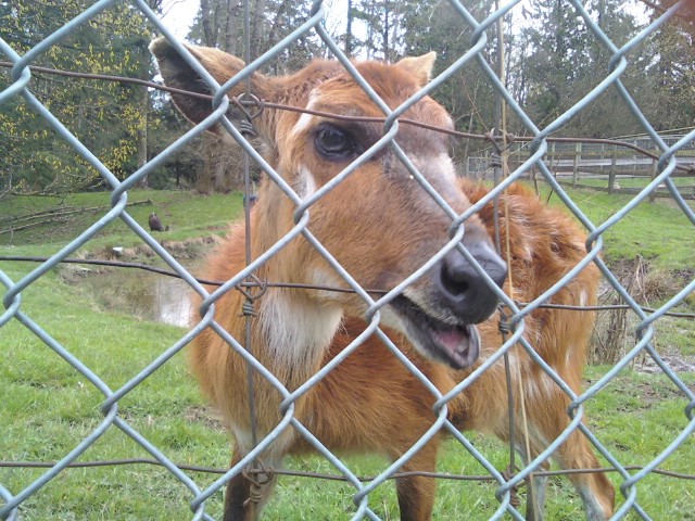 Sitatunga