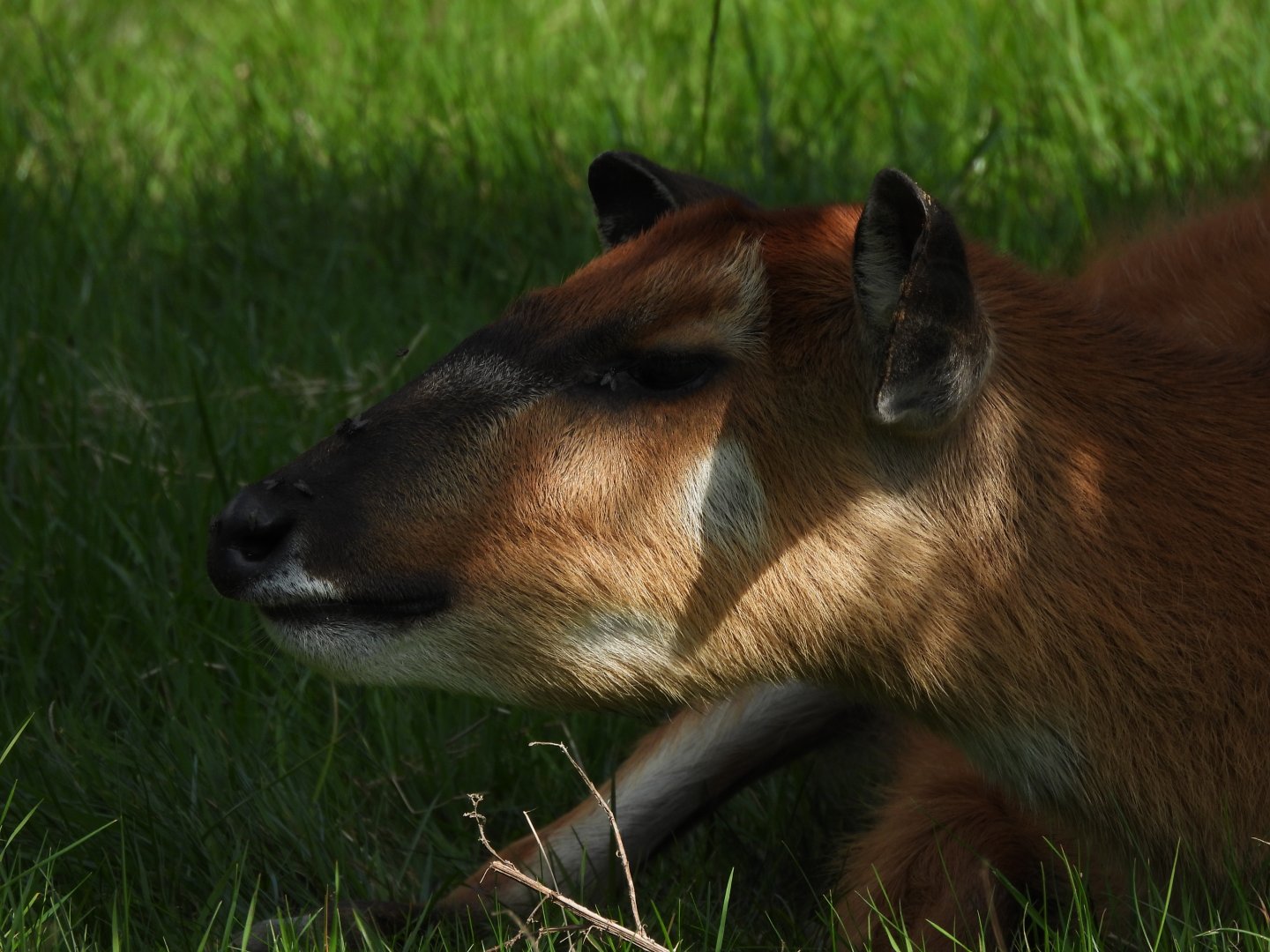 Sitatunga