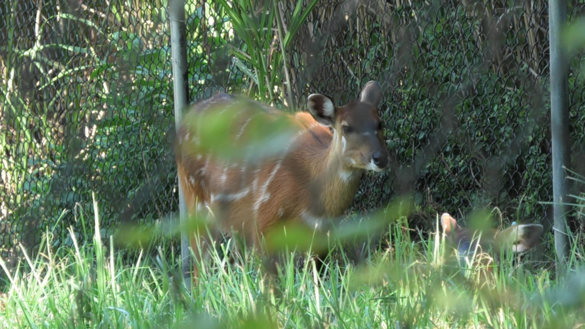 Sitatunga