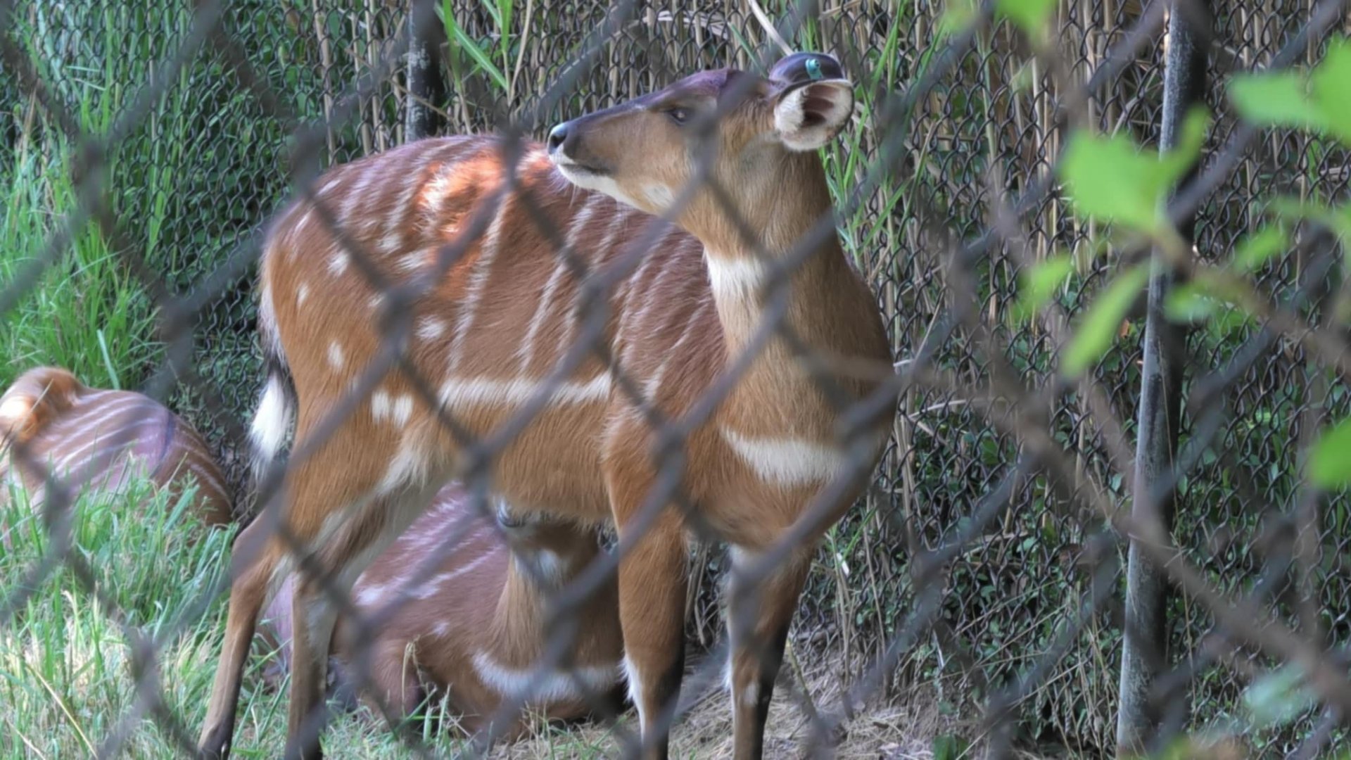 Sitatunga