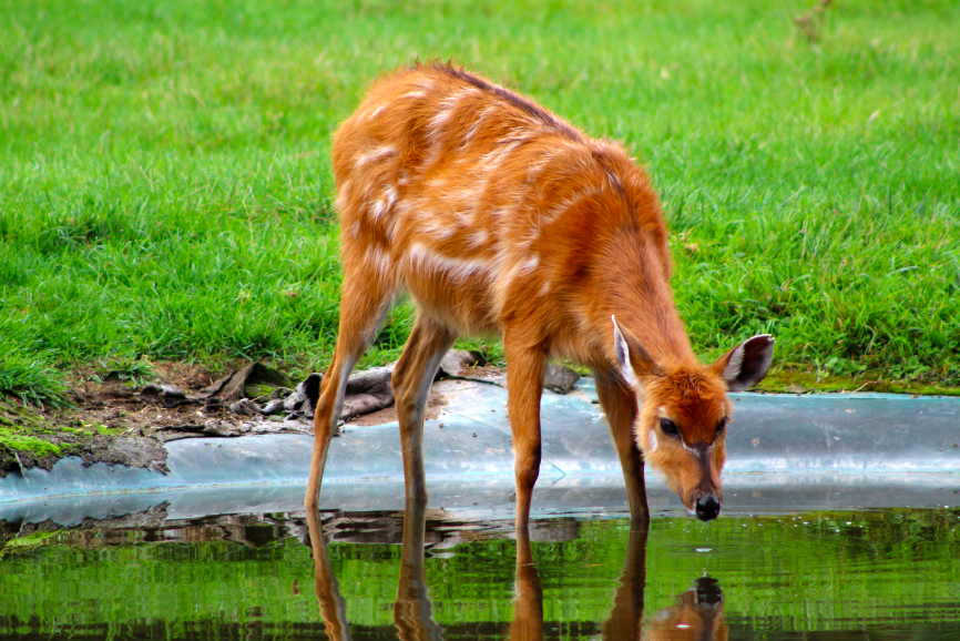 Sitatunga