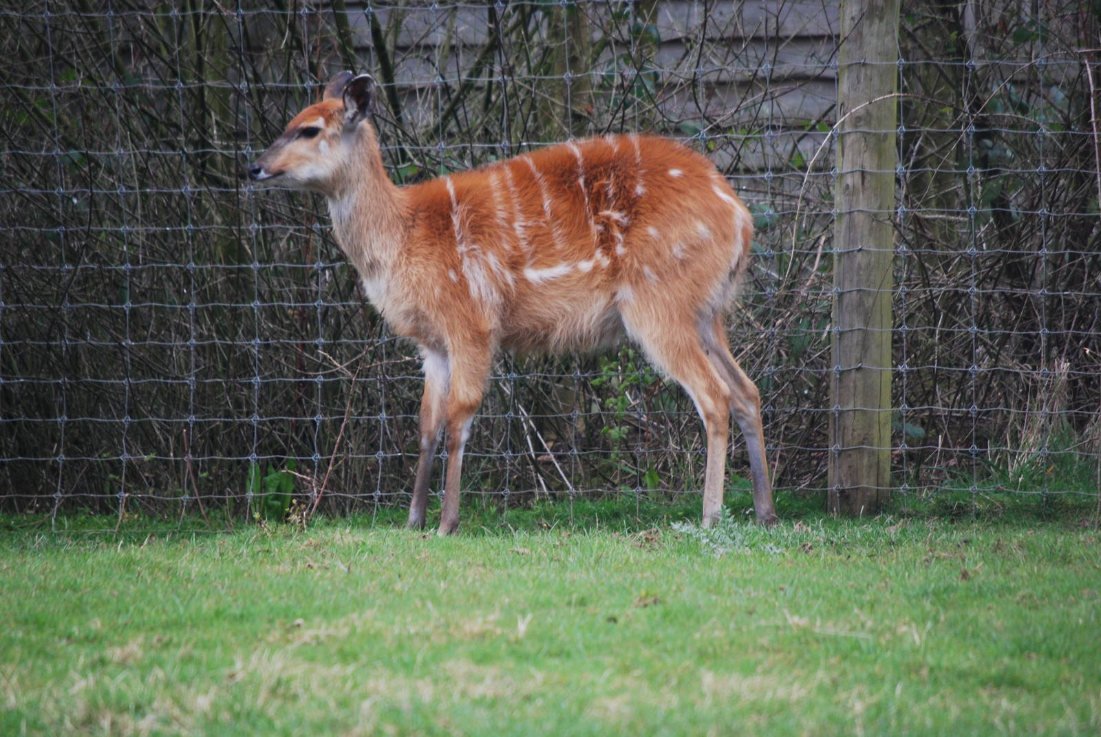 SITATUNGA