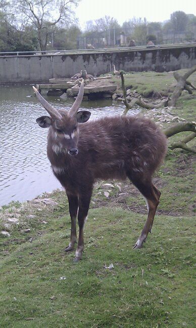 sitatunga