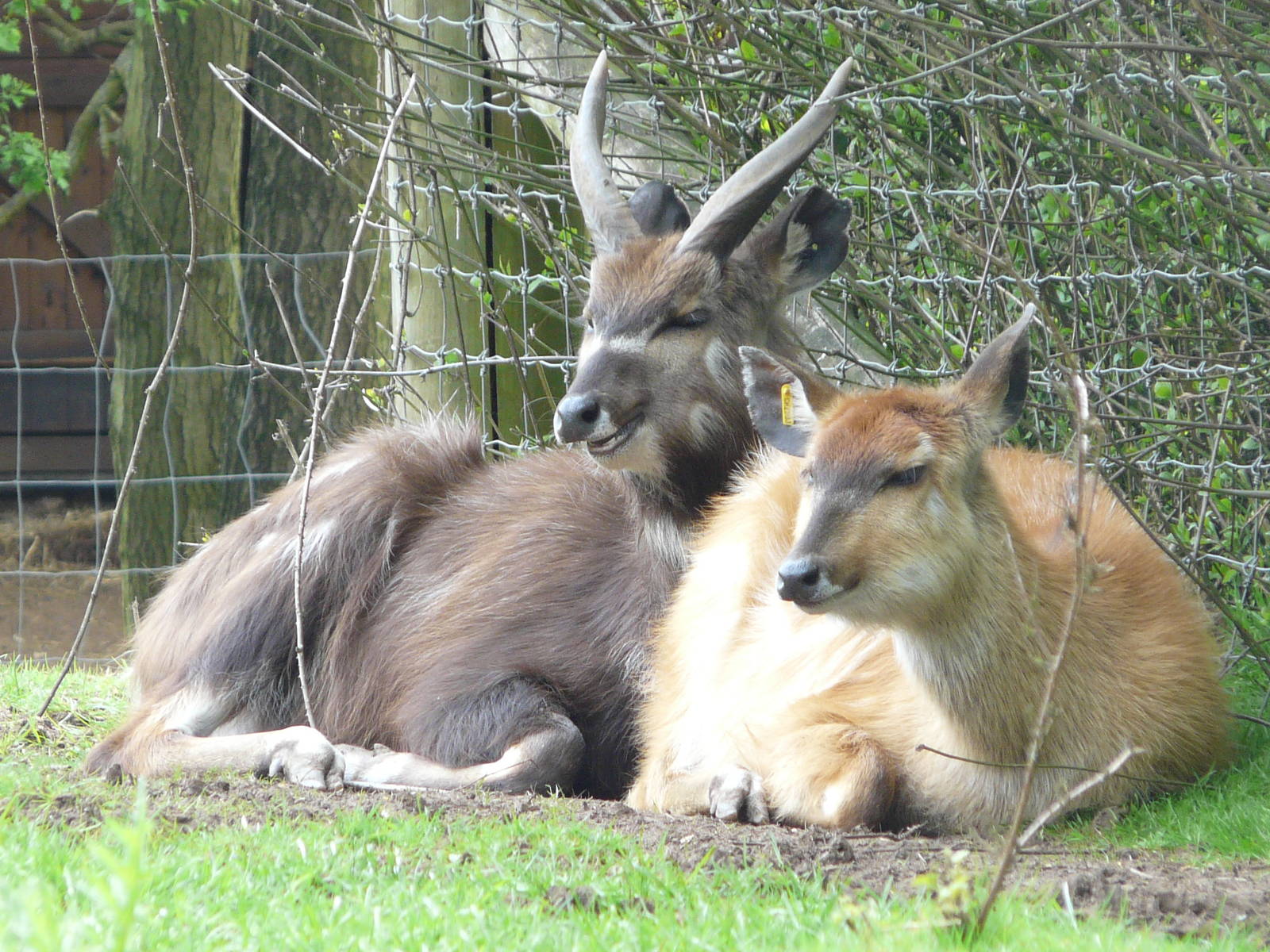 Sitatunga