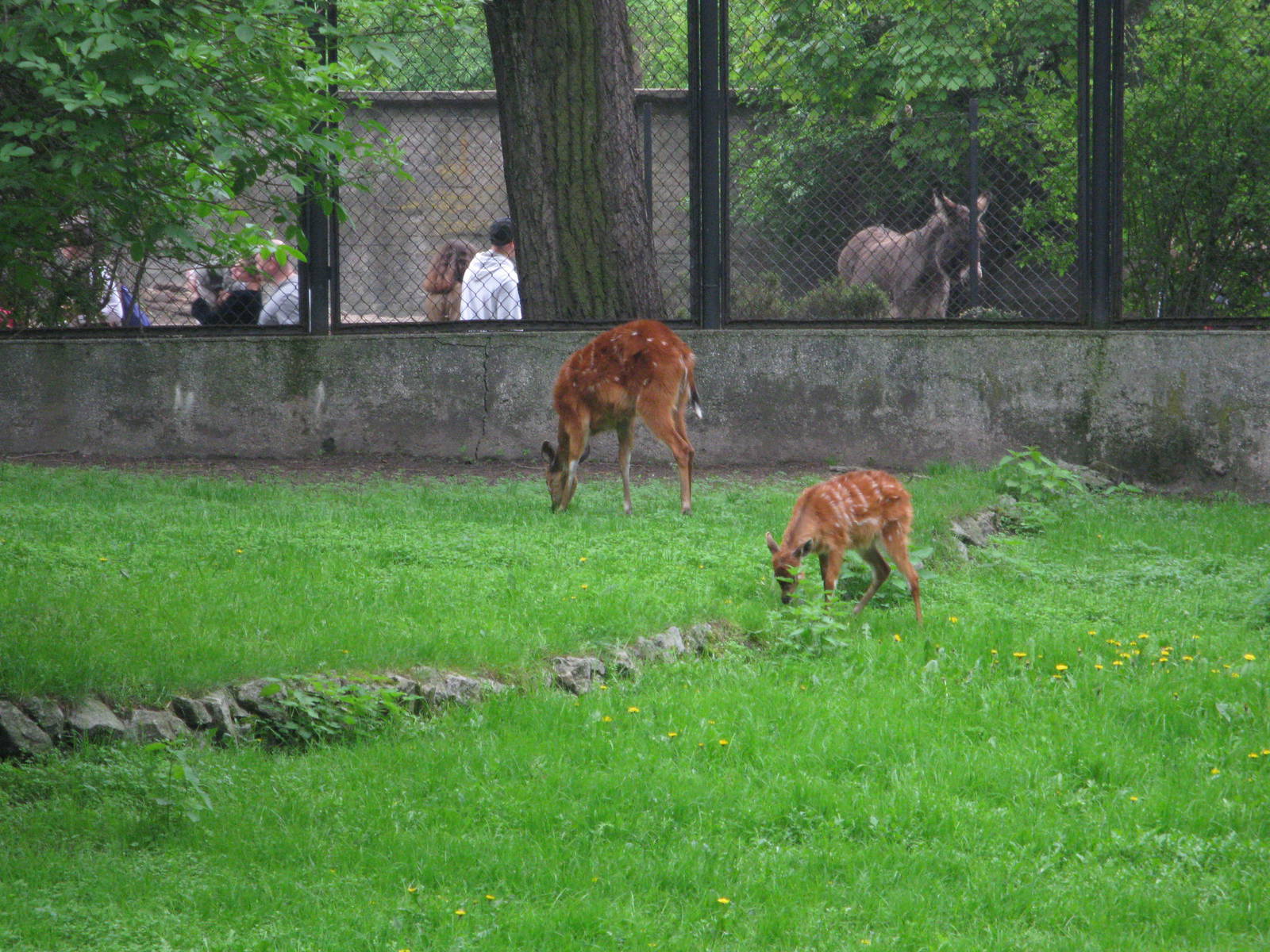 Sitatungas and (from rear) domestic ass