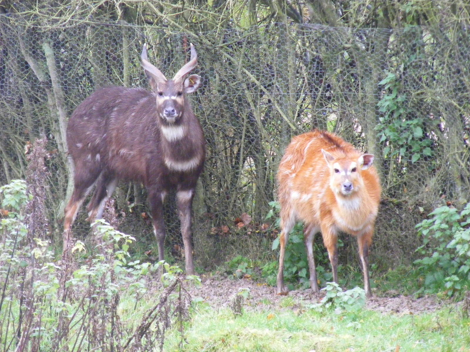 Sitatungas at Whipsnade Zoo, 11 November 2010