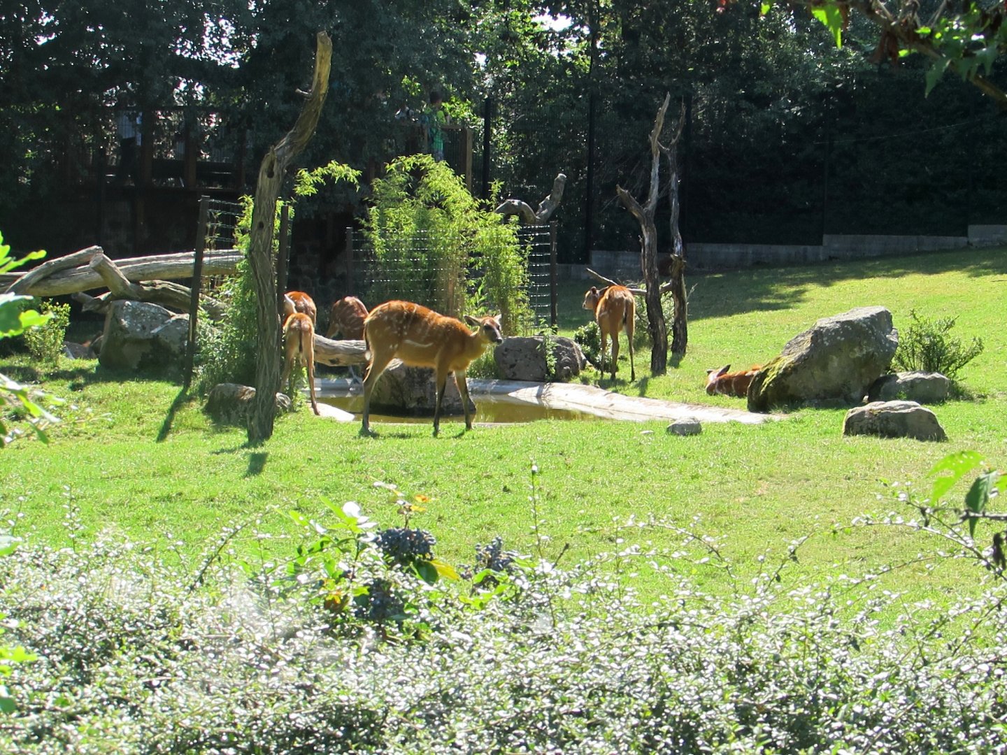 Sitatungas herd - July/2017