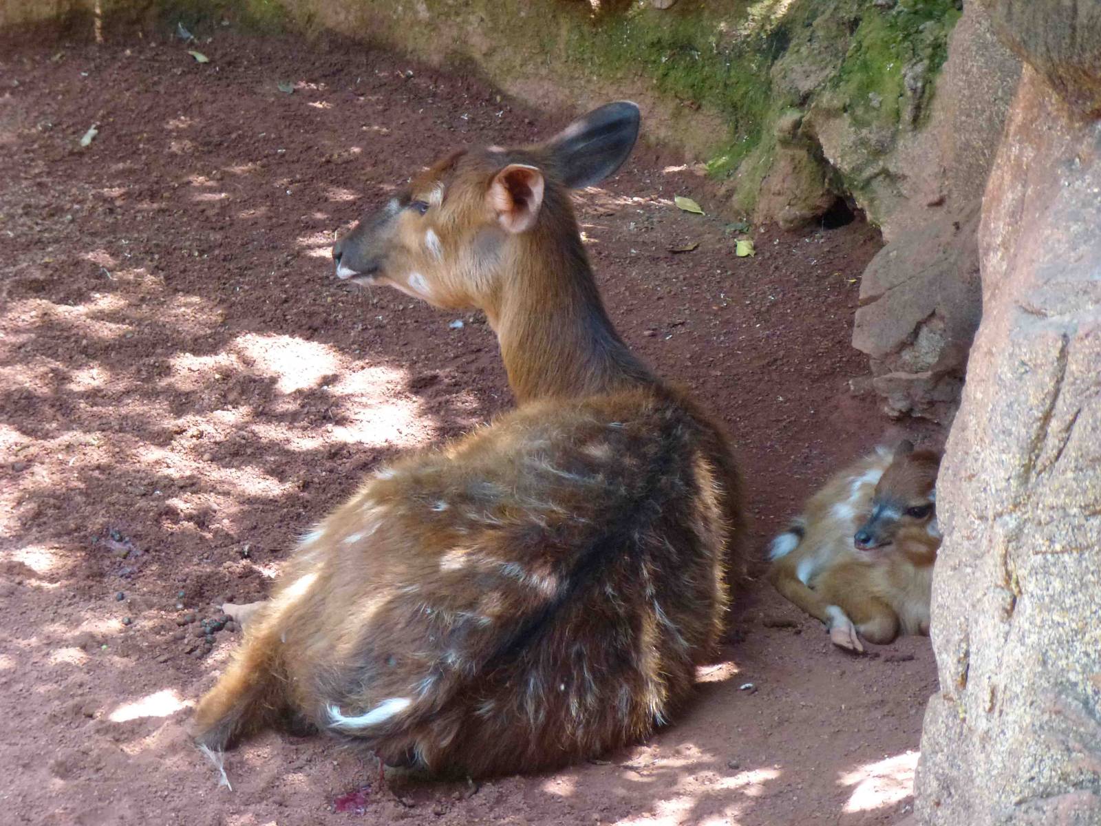 Sitatungas, July 2013.