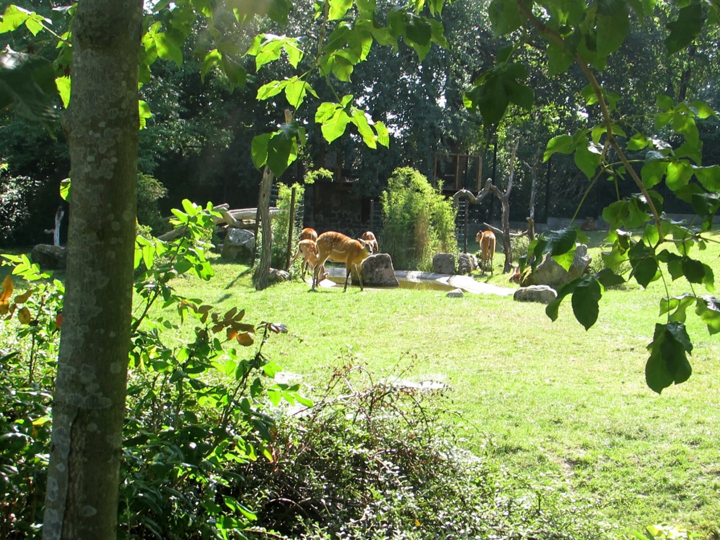 Sitatungas - July/2017