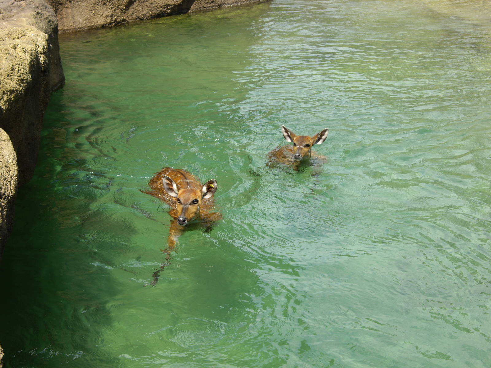 Sitatungas swiming in a summer day
