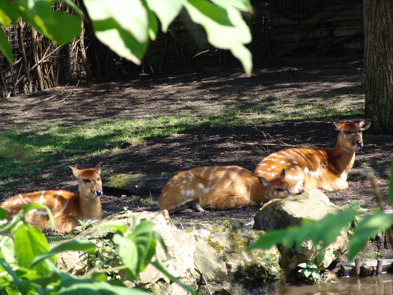 Sitatungas (Tragelaphus spekii)