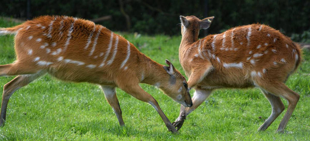 Sitatunga's