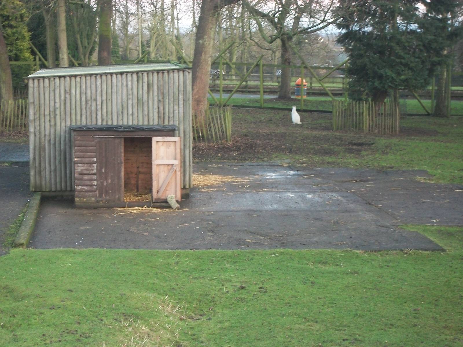 Site of 1960s Giraffe House 4th January 2013
