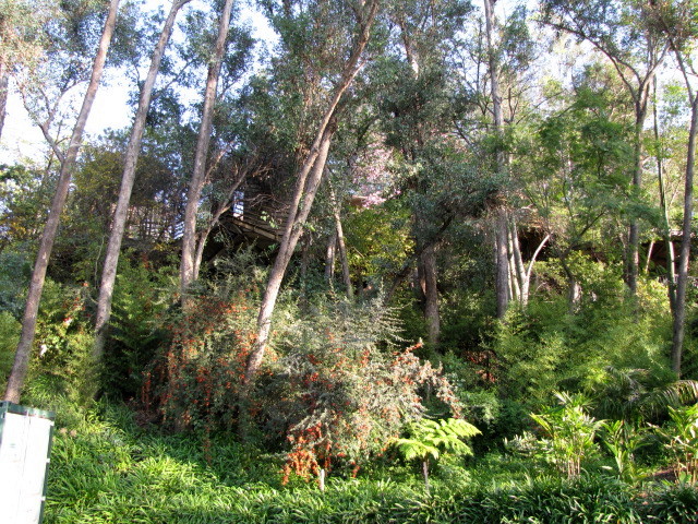 Site of Future RainForest of the Americas