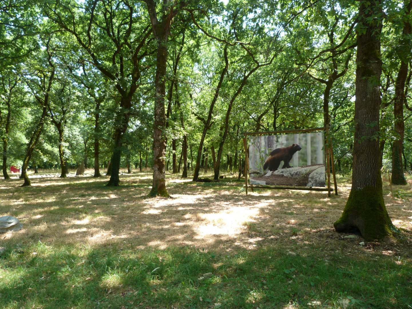 Site of future wolverine exhibit -Zoodyssée (2025)