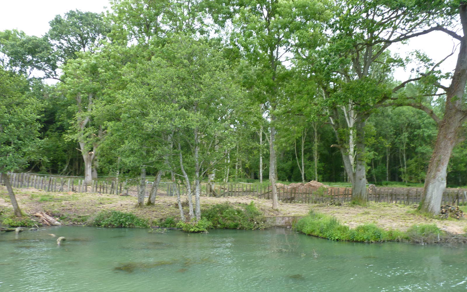 Site of New Gorilla Enclosure