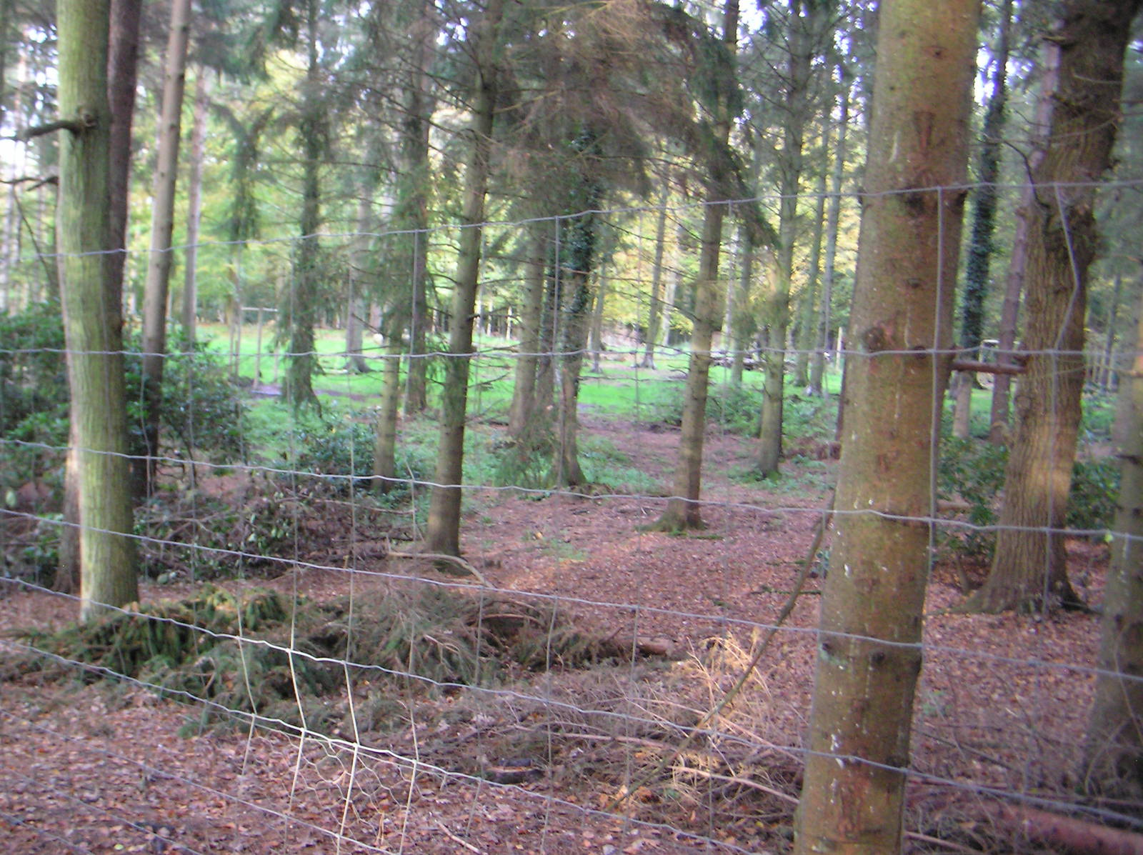 Site of Wolf Enclosure