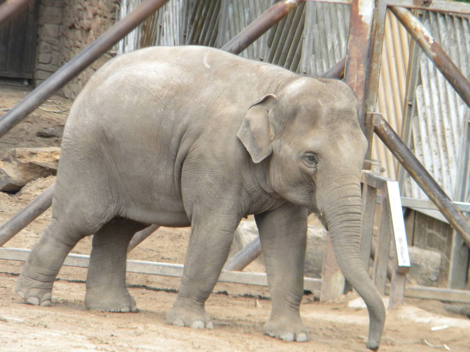 Sithami the Asian Elephant at Chester Zoo 11/06/11