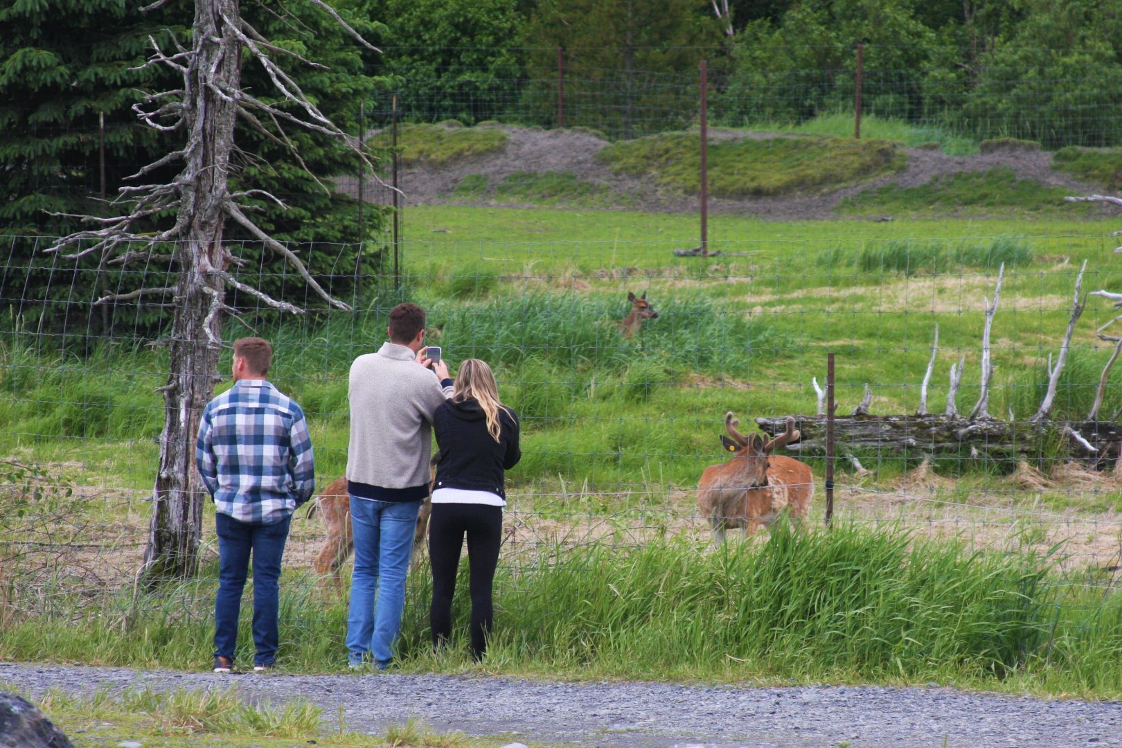 Sitka Black-tail Deer and Guests