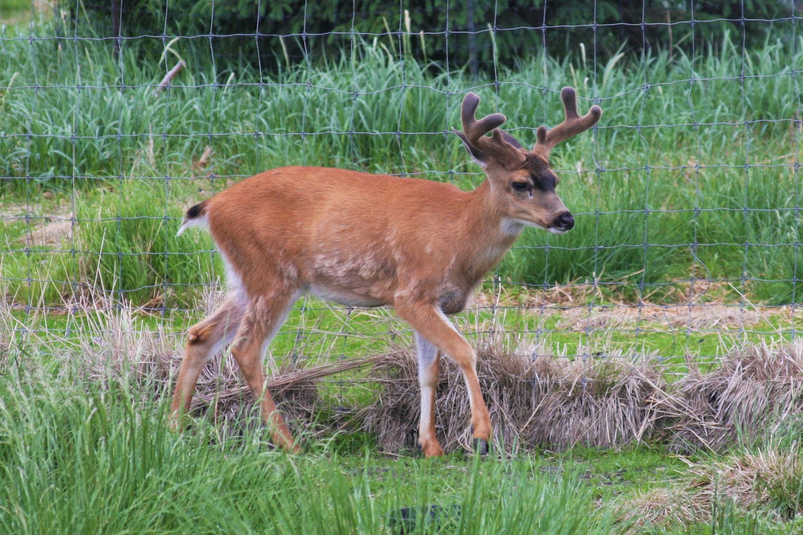 Sitka Black-tail Deer