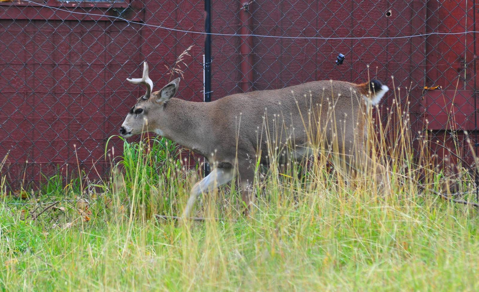 Sitka Black-tailed Buck