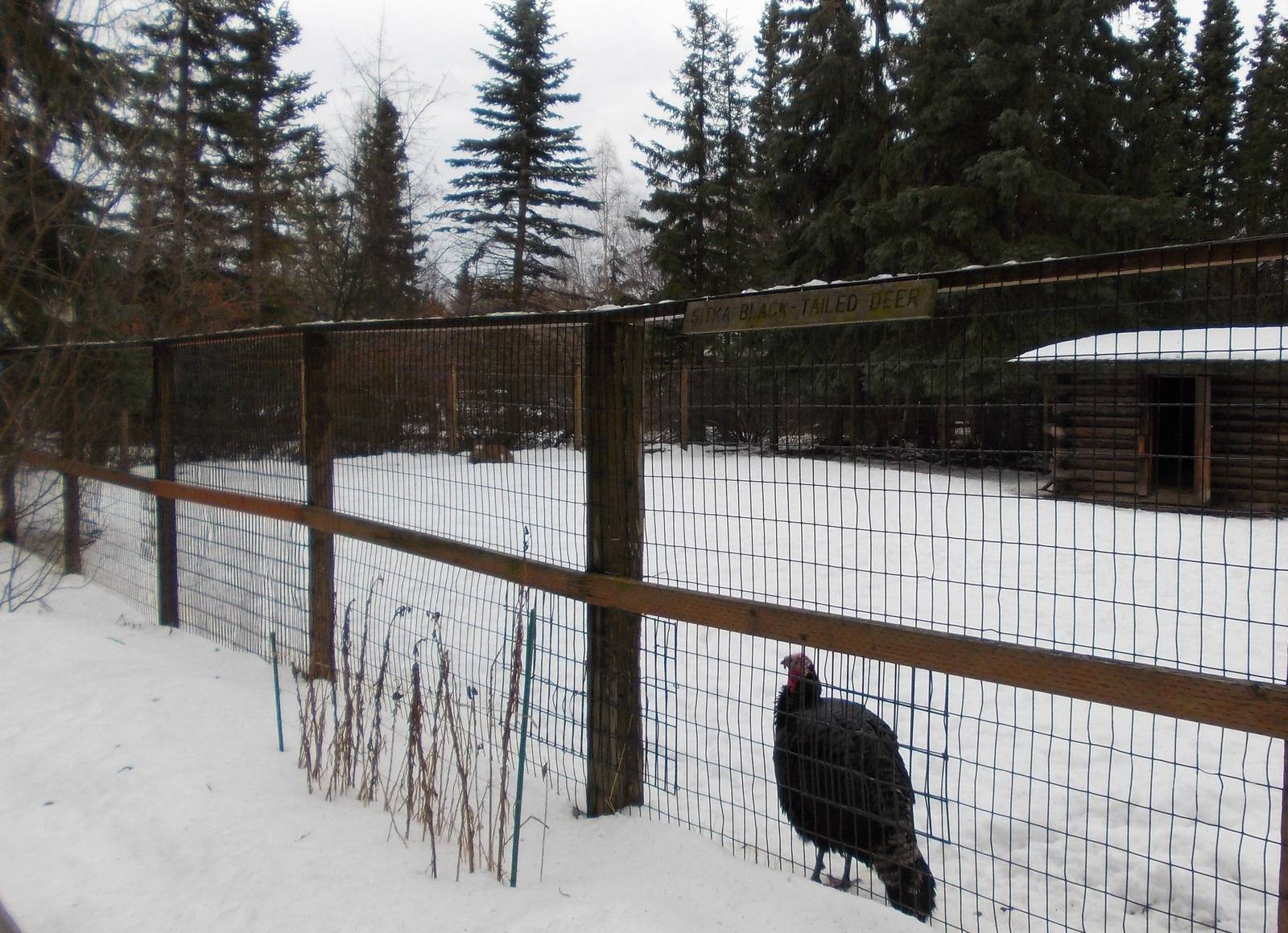 Sitka Black-tailed Deer and Domestic Turkey Exhibit