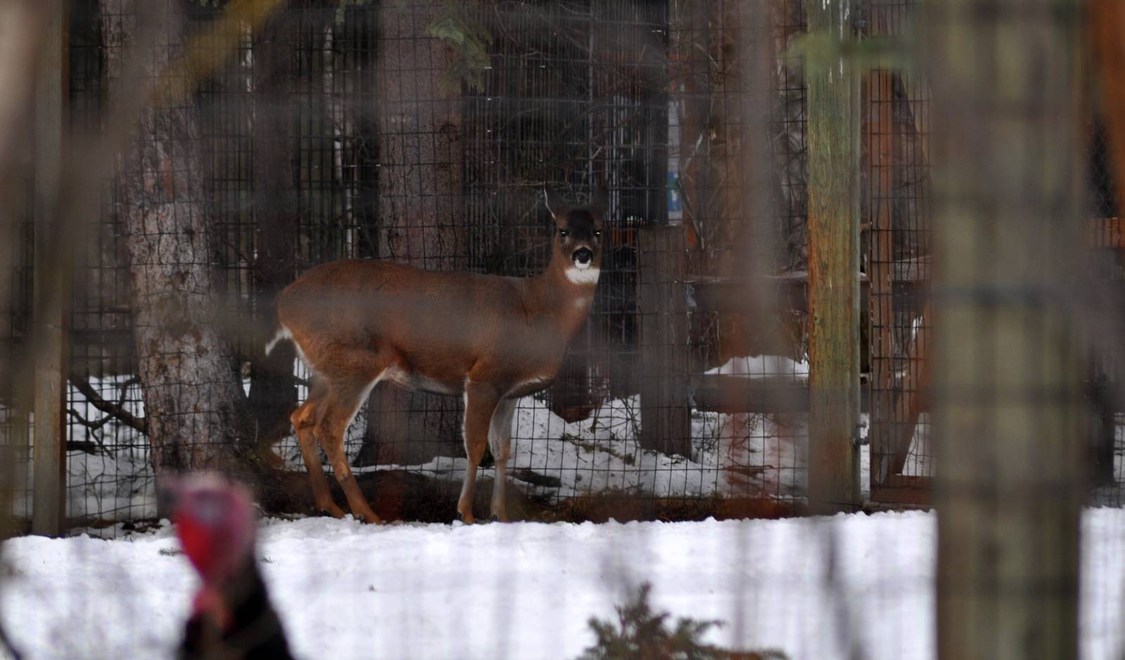 Sitka Black-tailed Deer and Domestic Turkey Exhibit