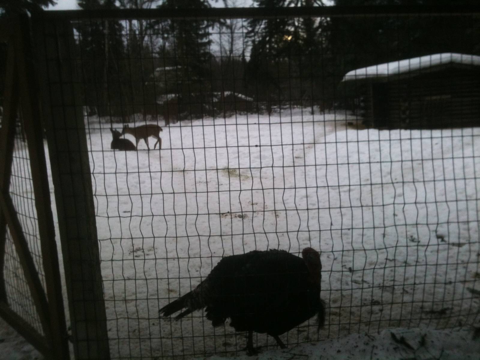 Sitka Black-tailed Deer and Domestic Turkey