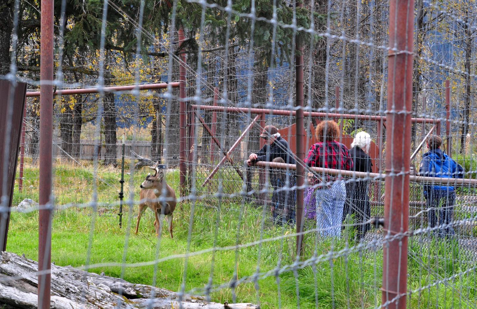 Sitka Black-tailed Deer Enclosure